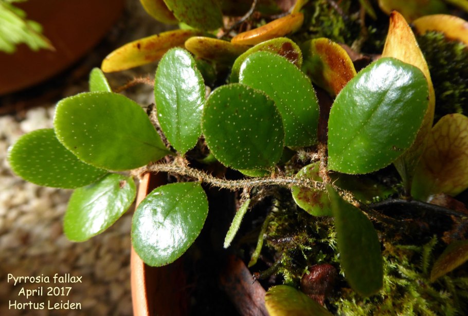 Асплениум гнездовой