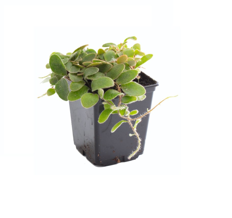 Pyrrosia polydactyla