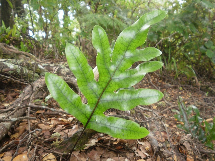 Костенец сколопендровый
