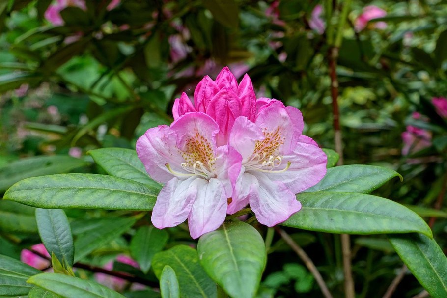 Рододендрон морозостойкие сорта