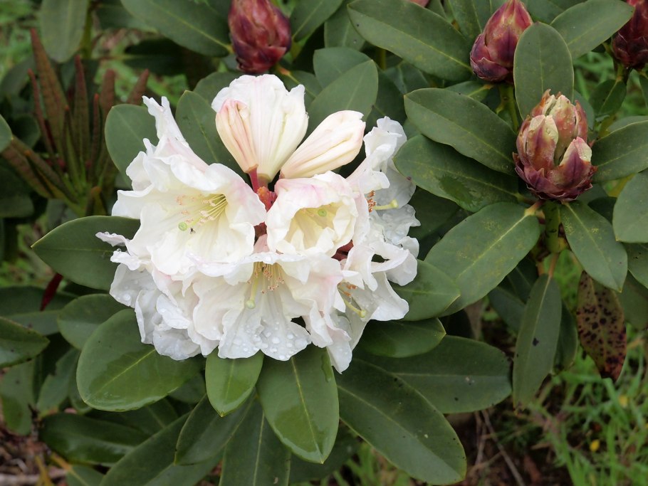 Семена рододендрона