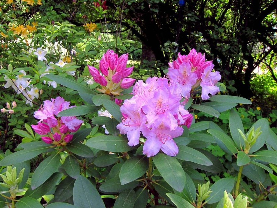 Рододендрон короткоплодный ст Михель