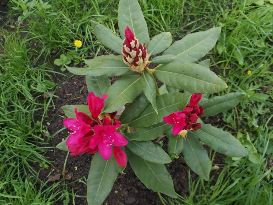 Рододендрон Кокоржин