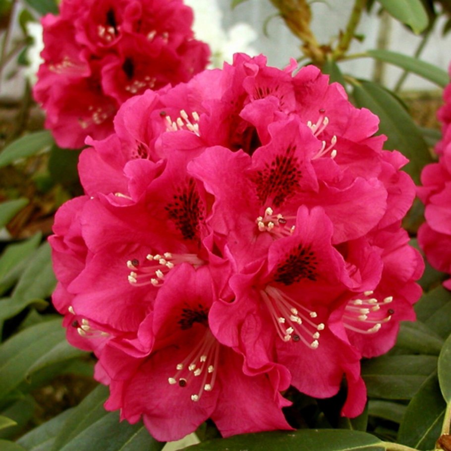 Рододендрон кэтевбинский