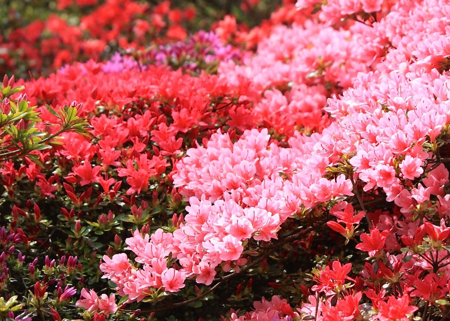 Рододендрон якушиманский Калинка