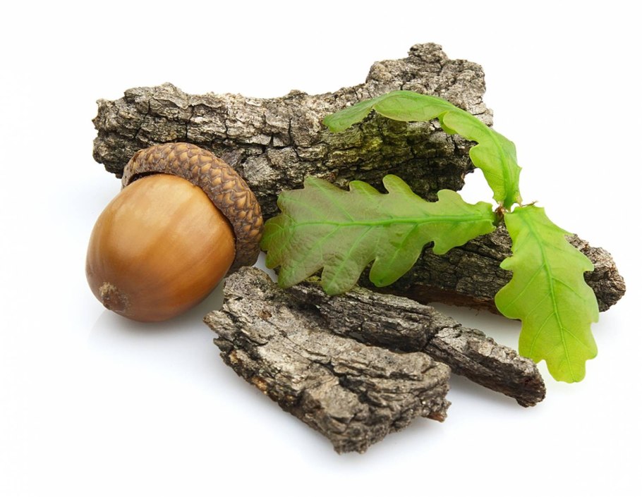 Дуб черешчатый сырье