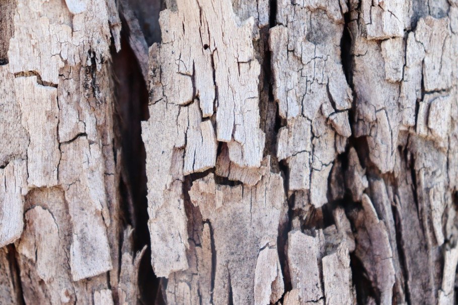 Кора дуба обыкновенного