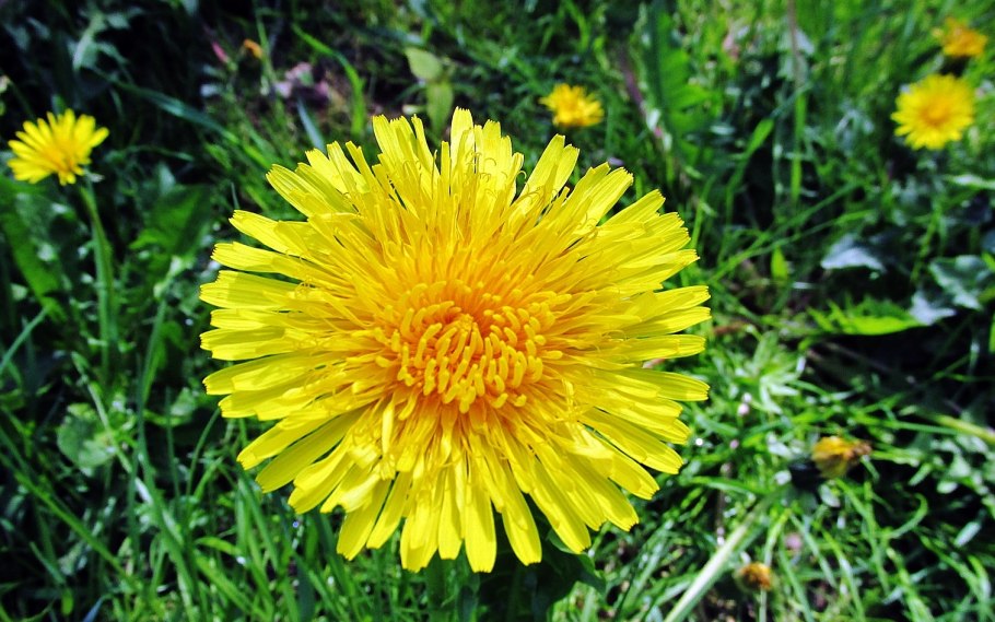 Одуванчик Кок сагыз