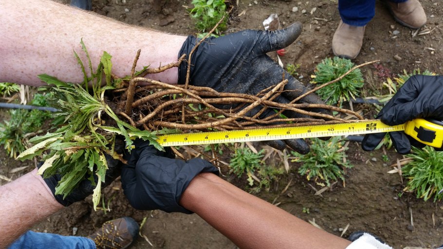 Одуванчик кок сагыз