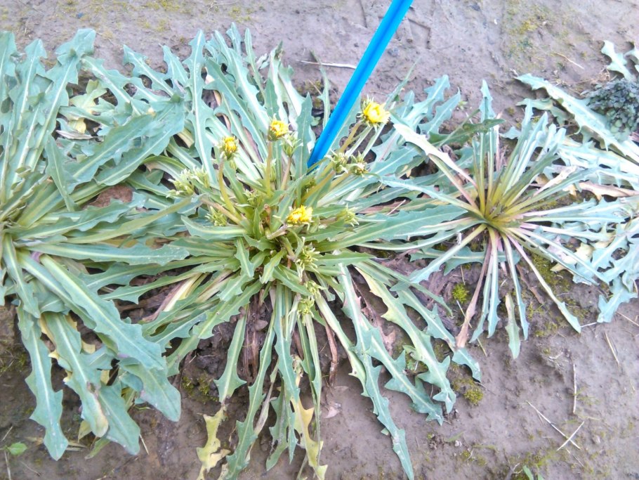 Одуванчик Кок сагыз