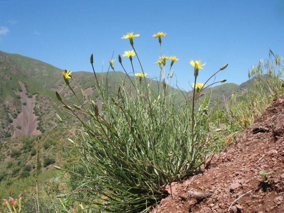 Тау сагыз растение