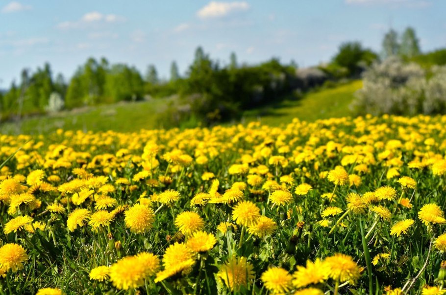 Одуванчик Тау сагыз