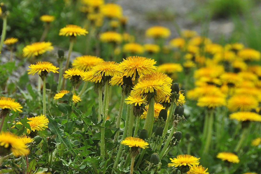 Тау-сагыза (Scorzonera tau-saghyz).