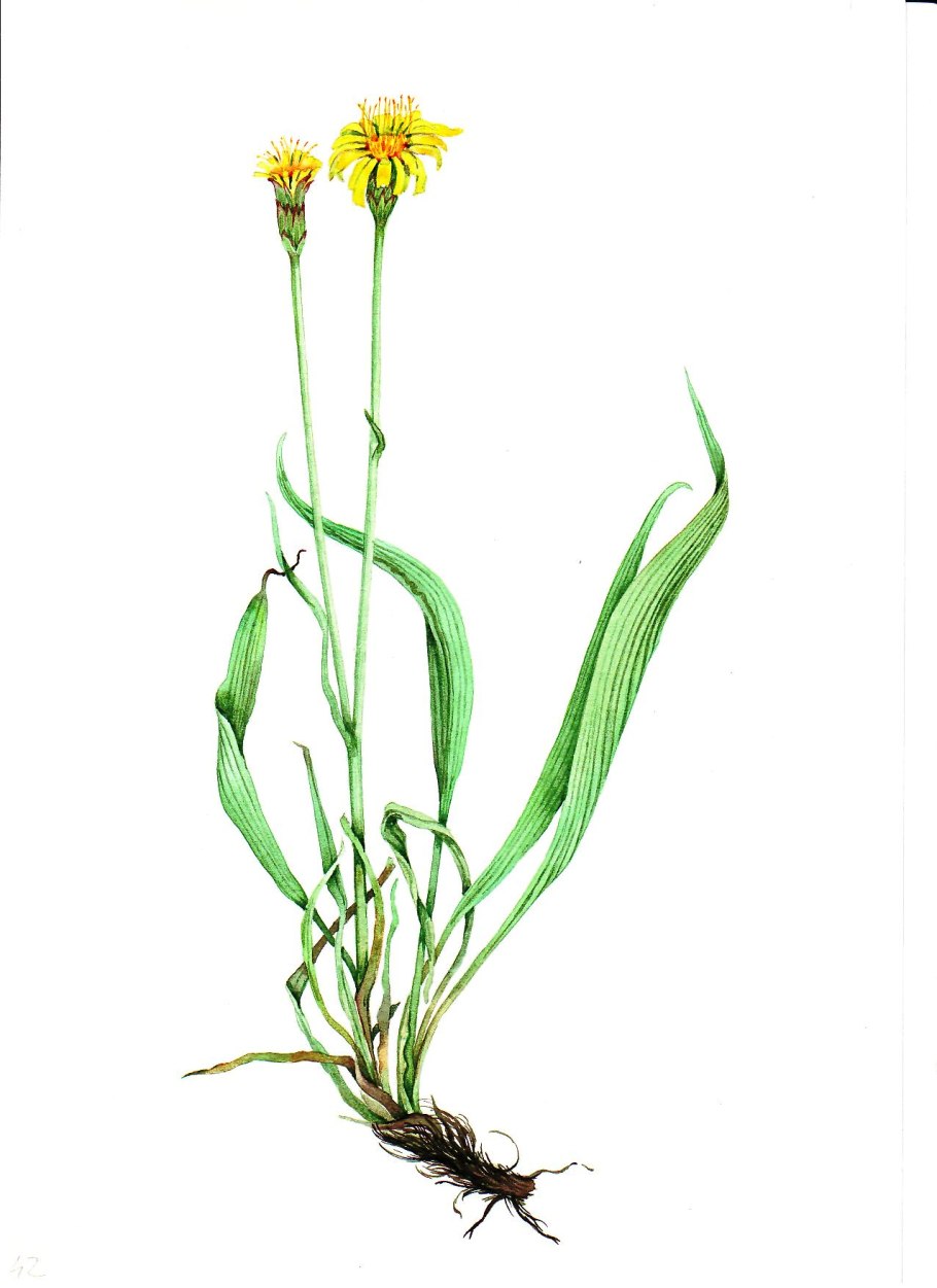 Тау сагыз растение