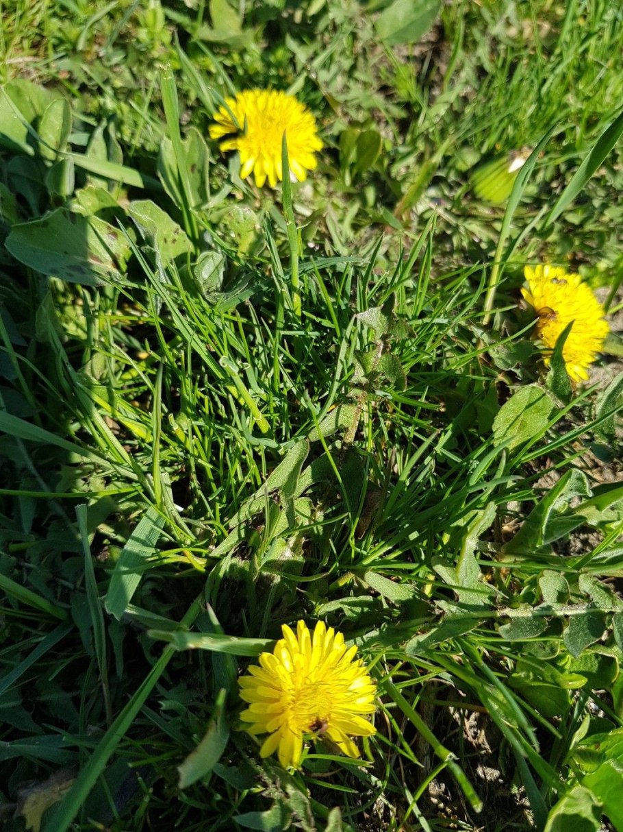 Кок-сагыз растение