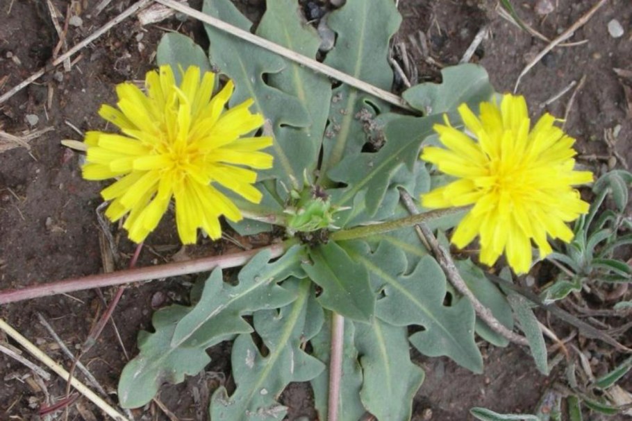 Кок-сагыз каучуконосный одуванчик