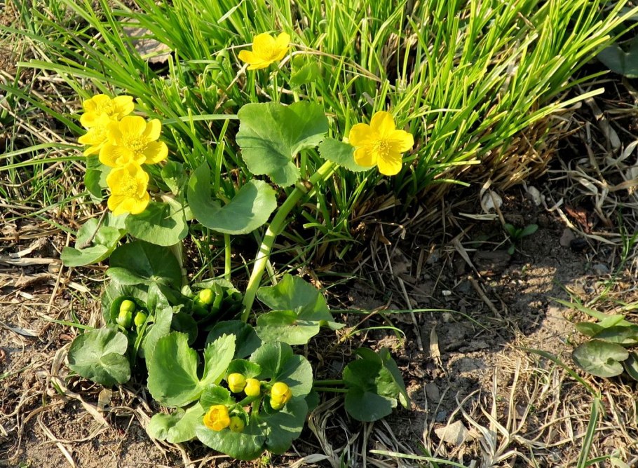 Одуванчик коксогыз