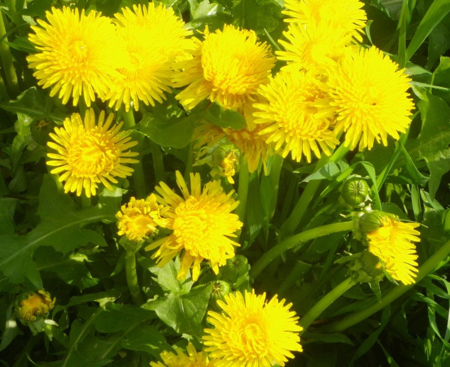 Одуванчик лекарственный