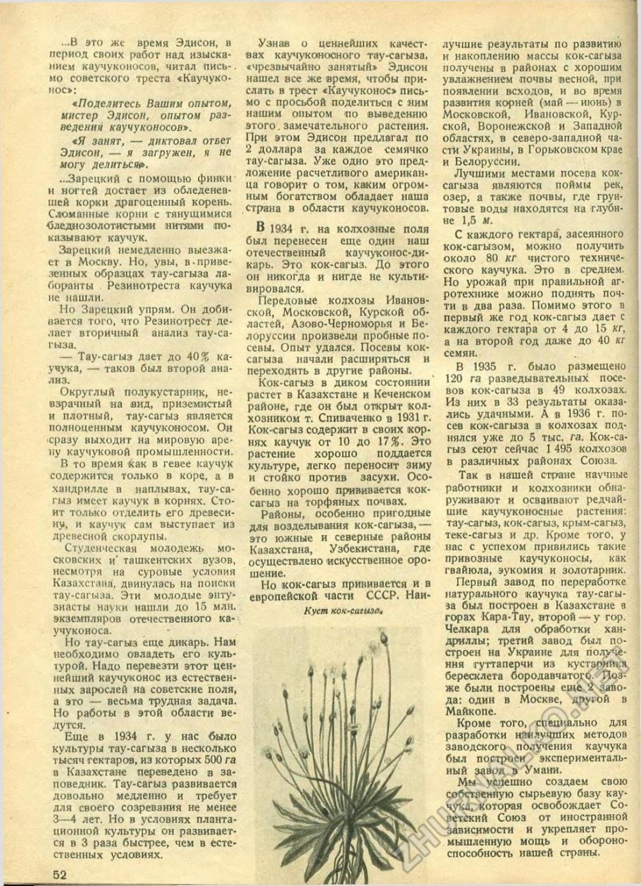 Козелец низкий (Scorzonera humilis l.)