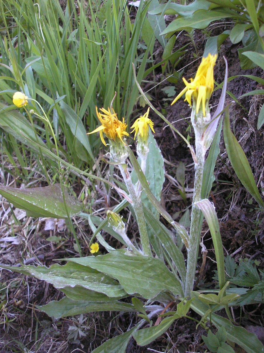 Taraxacum officinale завязь