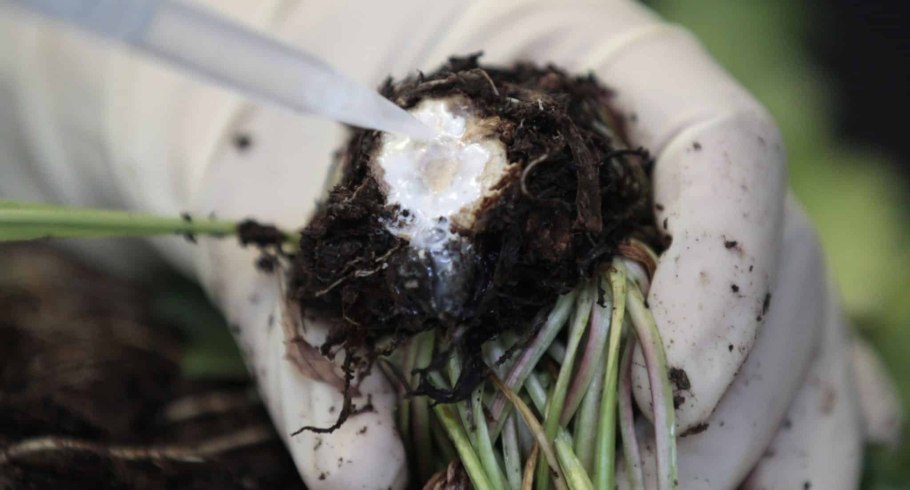 Тау сагыз растение