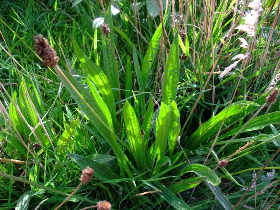 Подорожник ланцетный. (Plantago lanceolata l.)