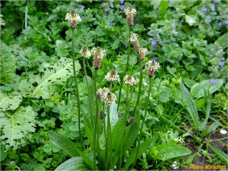 Plantago lanceolata подорожник
