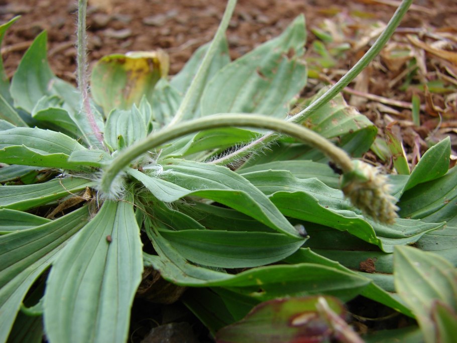 Подорожник ланцетный. (Plantago lanceolata l.)