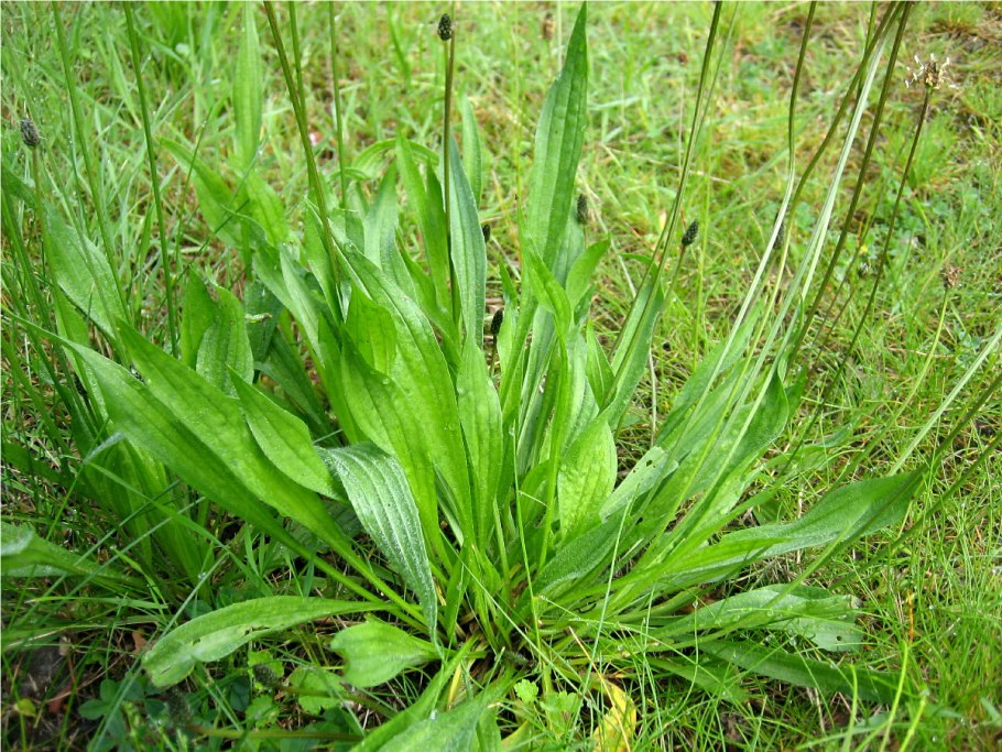 Подорожник ланцетный. (Plantago lanceolata l.)