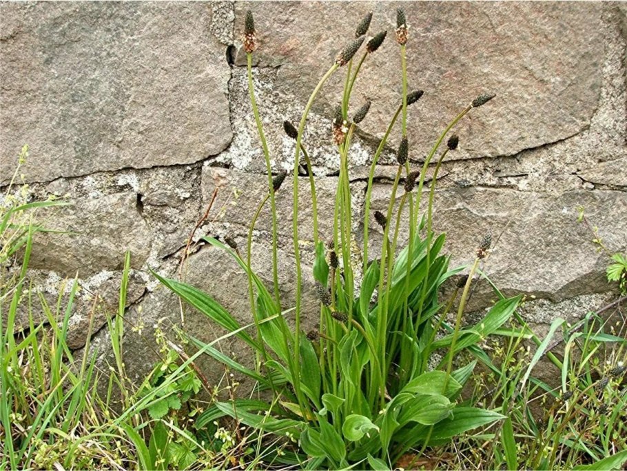 Подорожник ланцетный Plantágo lanceoláta
