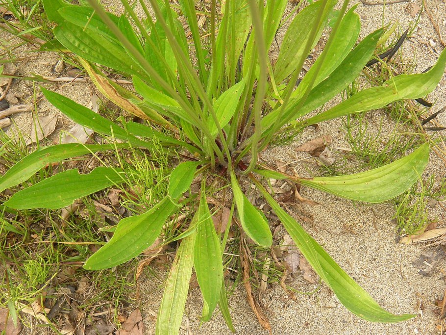 Plantago lanceolata подорожник