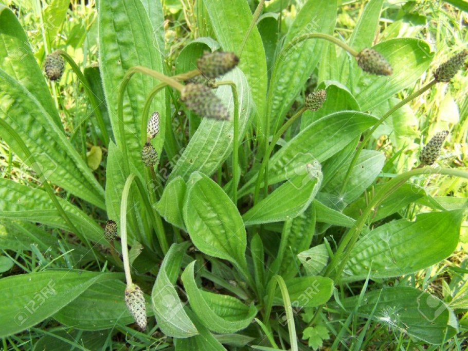 Подорожник ланцетный. (Plantago lanceolata l.)