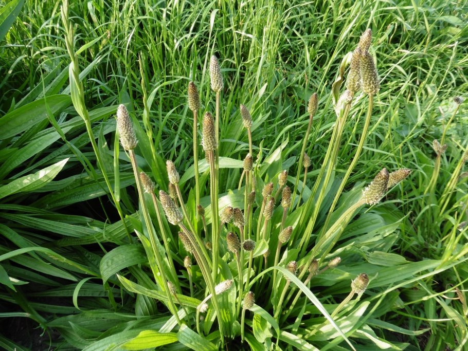 Plantago lanceolata l.