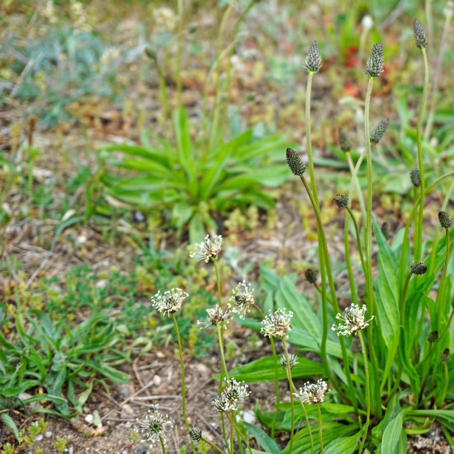 Plantago lanceolata l.