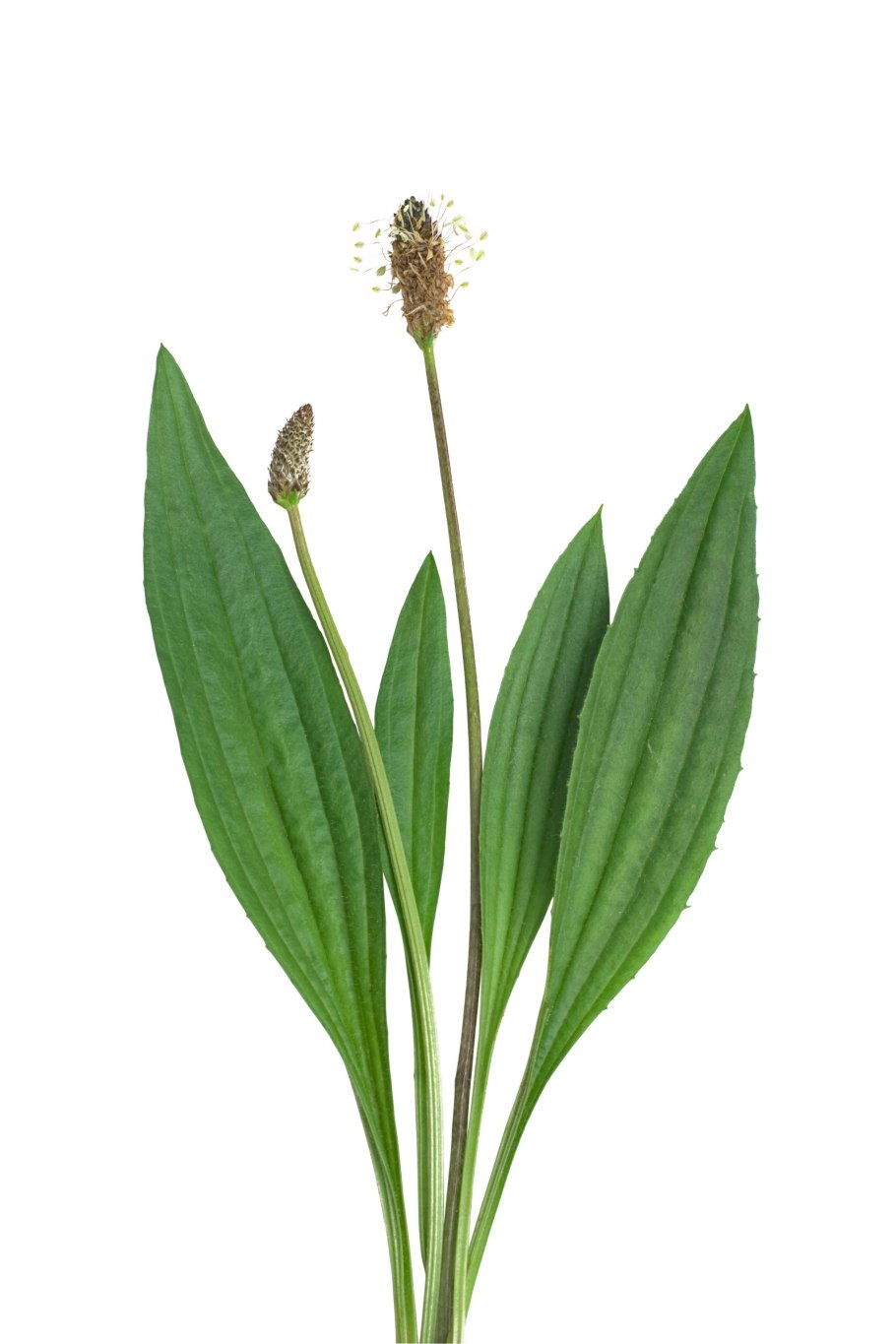 Подорожник ланцетолистный фото