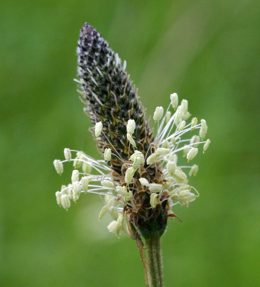 Подорожник ланцетолистный, ланцетовидный.