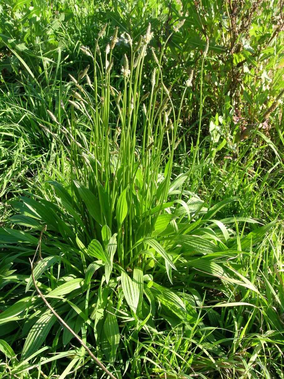 Подорожник ланцетный. (Plantago lanceolata l.)
