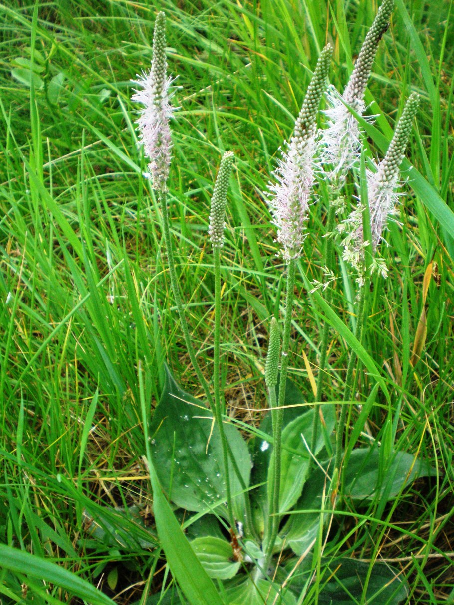 Подорожник средний и ланцетный