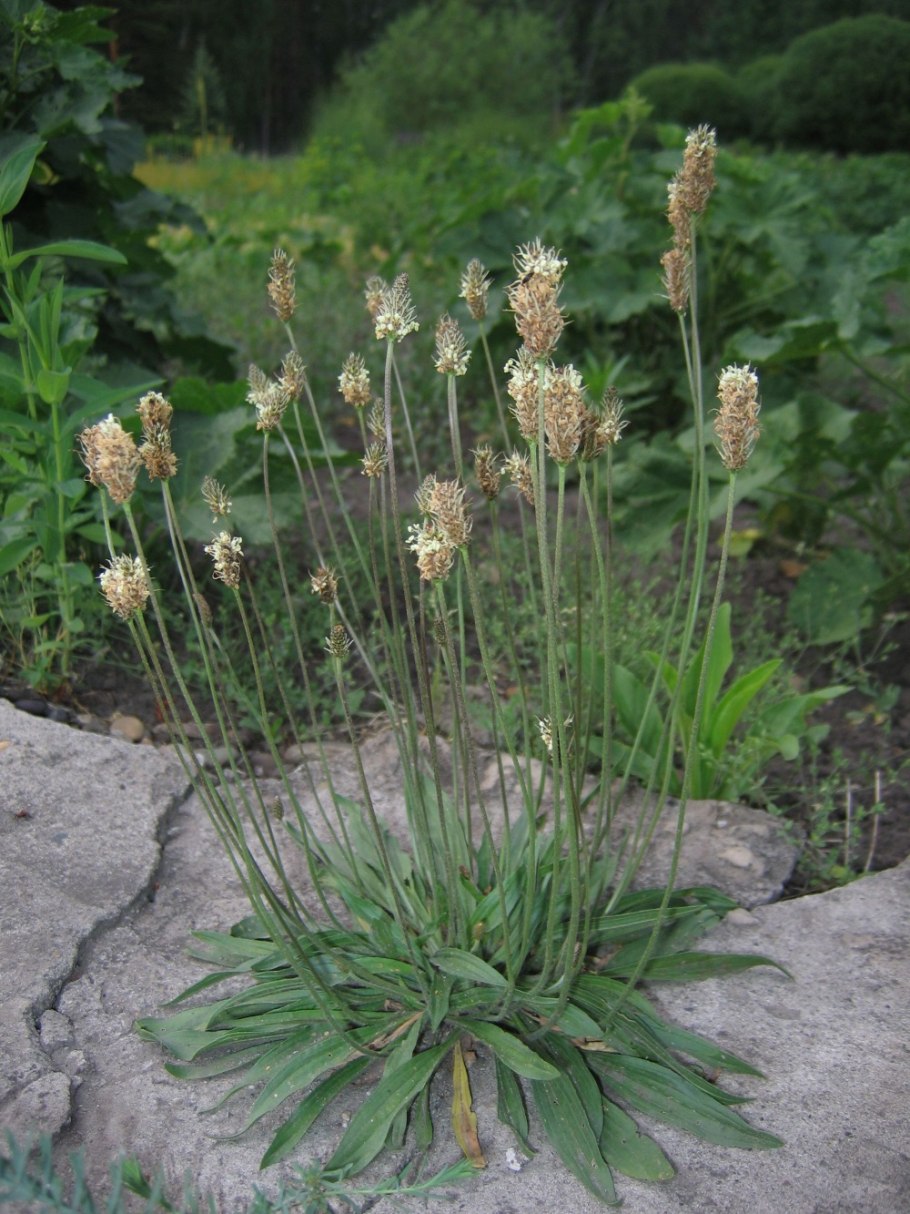 Сорняк Козлец