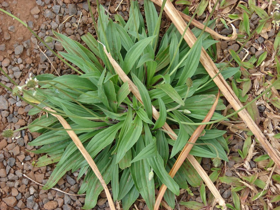 Plantago ovata подорожник яйцевидный