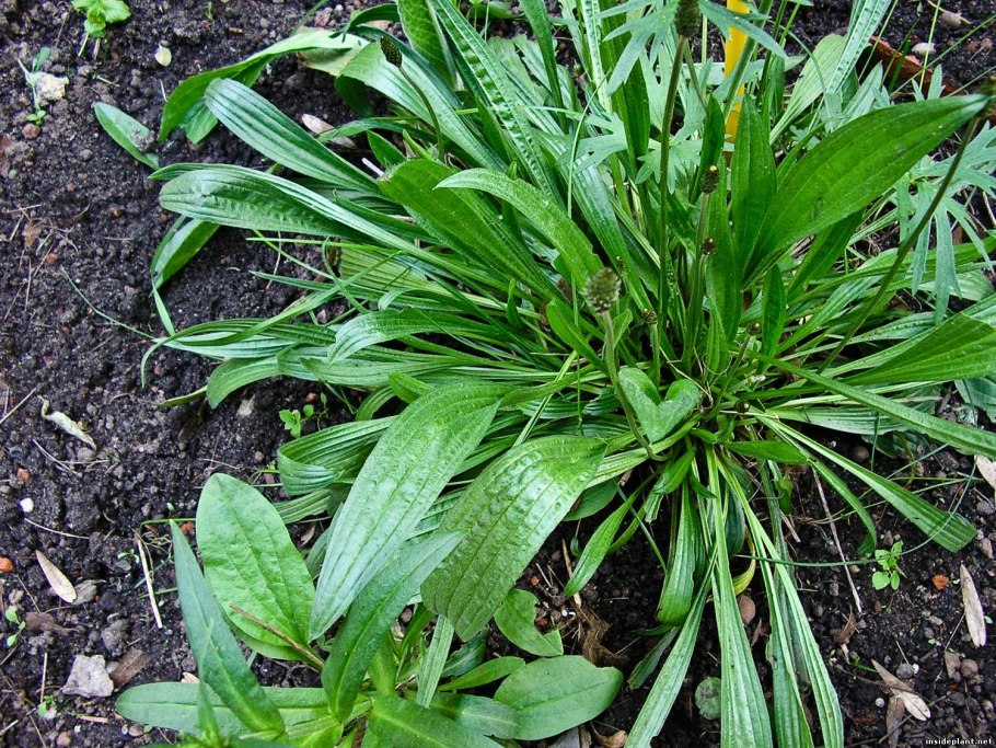 Подорожник ланцетовидный