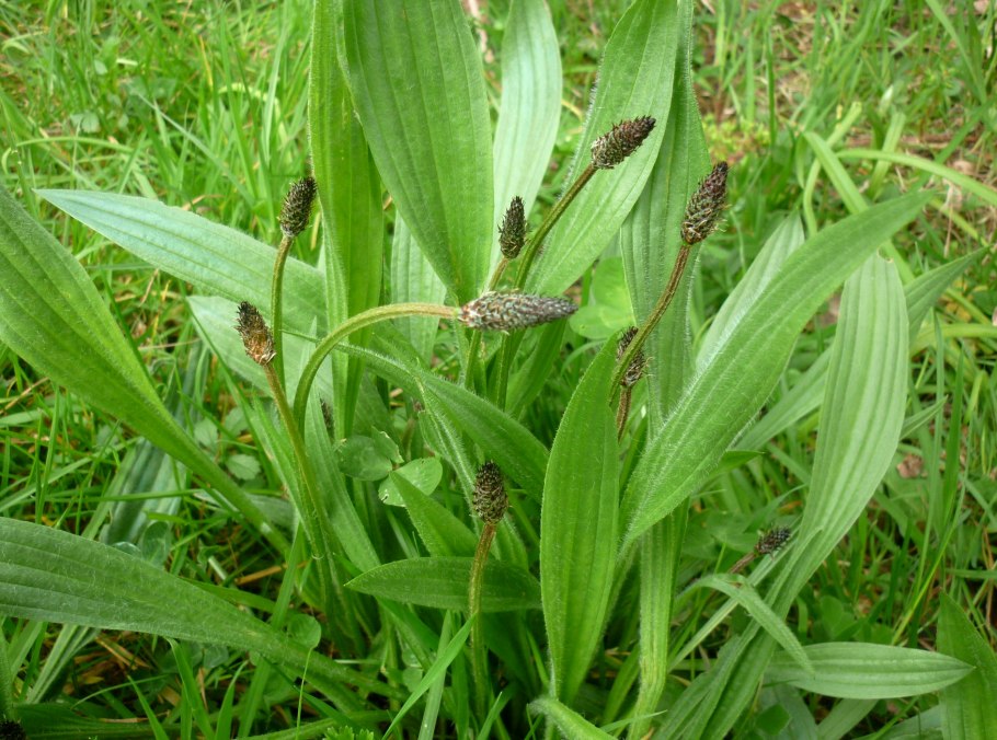 Подорожник ланцетный. (Plantago lanceolata l.)
