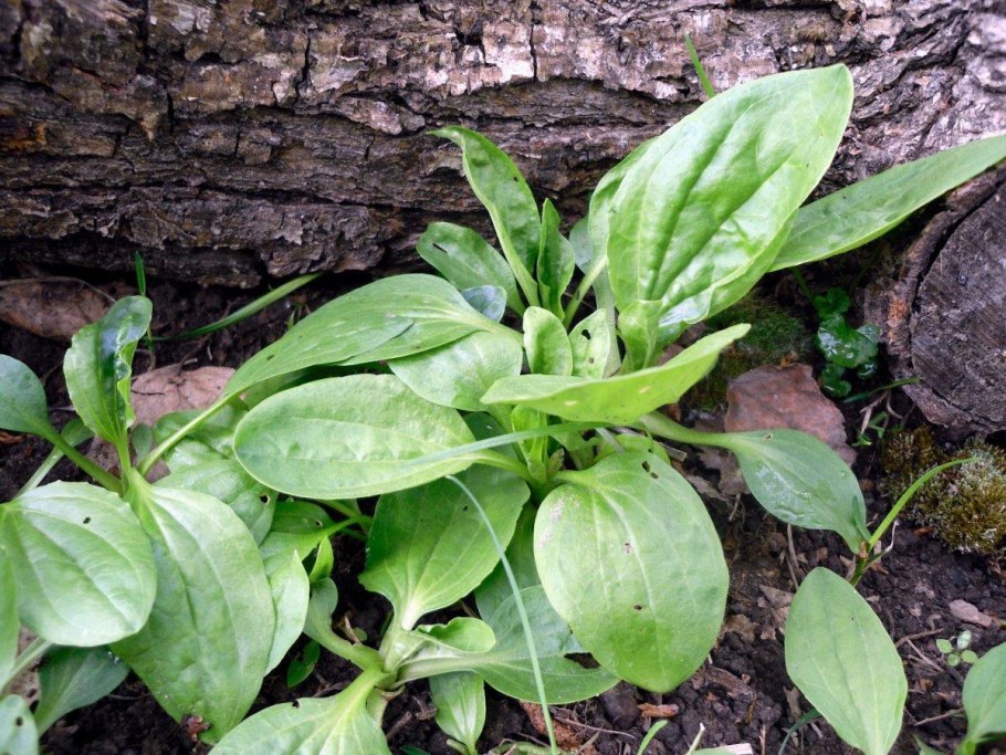 Plantago squalida