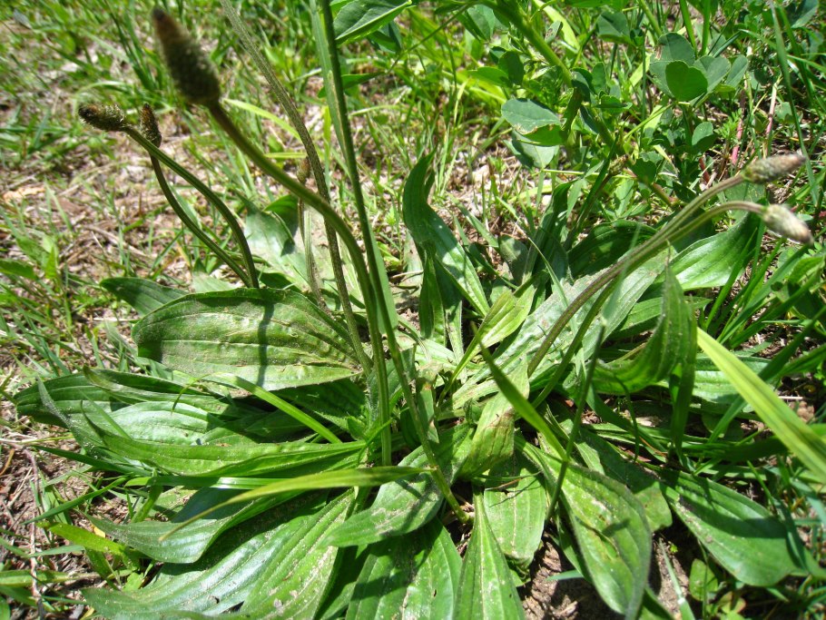 Подорожник ланцетолистный семена