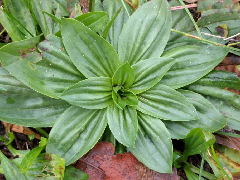 Подорожник Крашенинникова (Plantago krascheninnikovii)