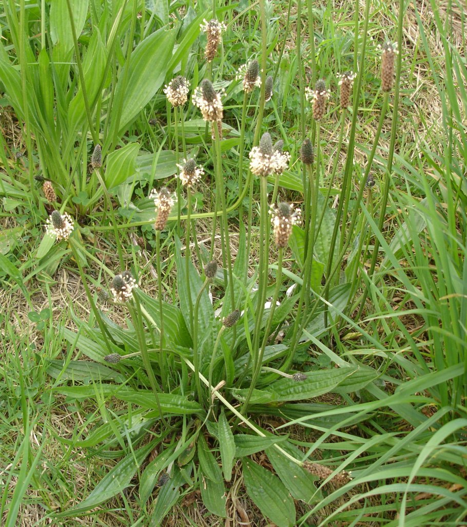 Подорожник ланцетолистный лист