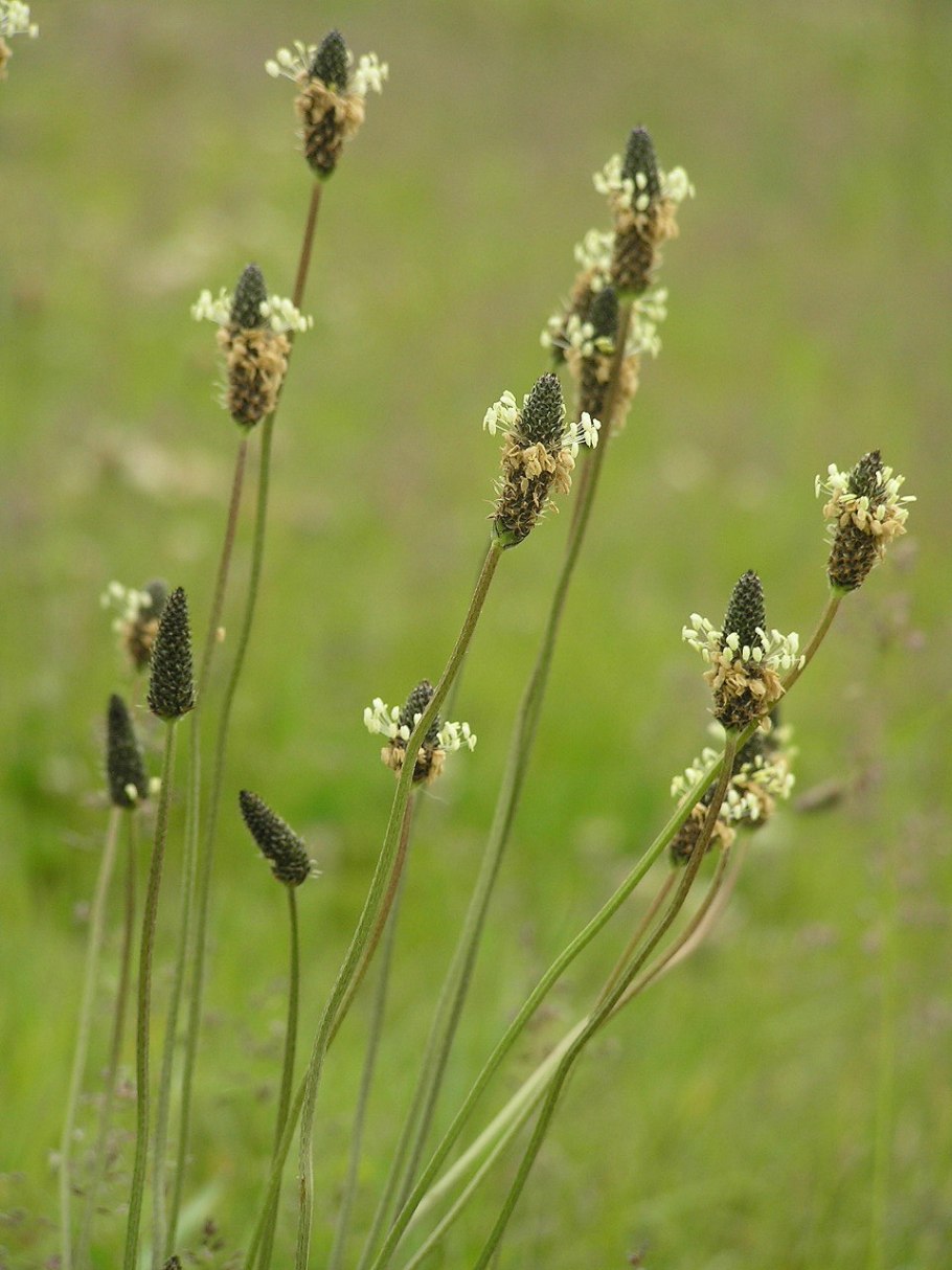 Подорожник ланцетолистный Plantago lanceolata