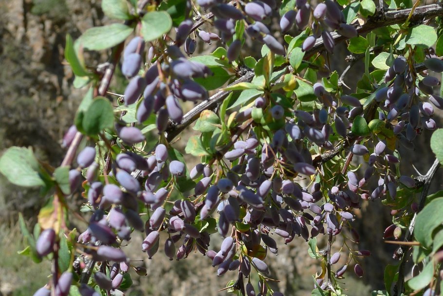 Барбарис монетчатый