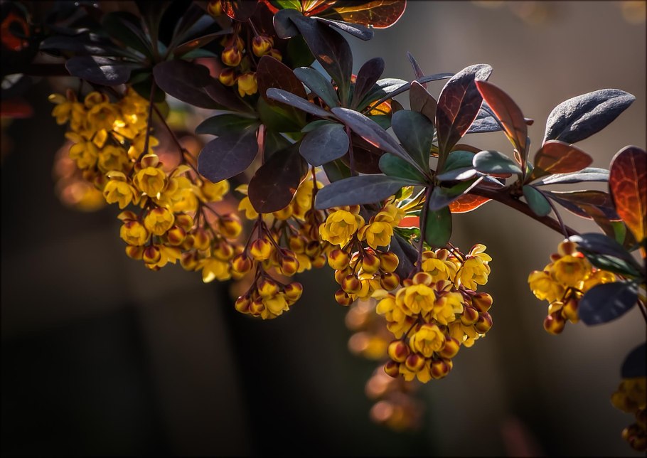 Барбарис обыкновенный листья