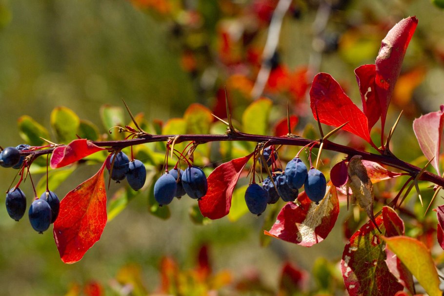 Барбарис обыкновенный пурпурный